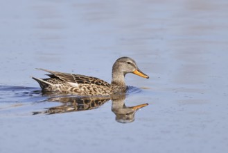 Schnatterente (Mareca strepera), female, swimming on moor pond, spring, wildlife, Hüde, Ochsenmoor,