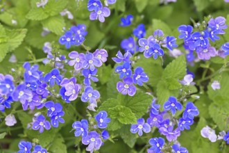 Gamander Speedwell (Veronica chamaedrys), loyal to men, blossoms in a deciduous forest, blue