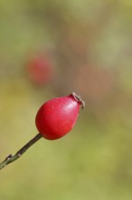 Ripe rose hip fruit of the dog rose (Rosa canina) on a branch, close-up, Wilnsdorf, North
