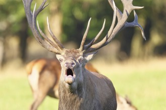 Red deer (Cervus elaphus) during rutting season, capital deer roaring in a forest clearing, animal