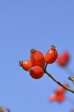 Ripe rose hip fruit (Rosa canina) on a branch, against a blue sky, Wilnsdorf, North