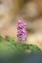 Hollow lark spur, hollowroot, bulbous lark spur (Corydalis cava), inflorescence in a beech forest,