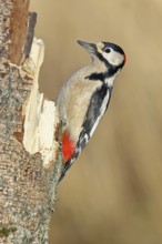 Great spotted woodpecker (Dendrocopos major) male sitting on a birch trunk, animals, birds,