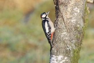 Great spotted woodpecker (Dendrocopos major), male, looking for food on a stump covered with moss