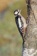 Great spotted woodpecker (Dendrocopos major) male sitting on a birch trunk, animals, birds,