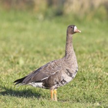Coot goose (Anser albifrons), standing in a meadow in the wintering area, wildlife, Bislicher Insel
