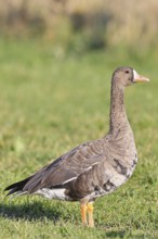 Coot goose (Anser albifrons), standing in a meadow in the wintering area, wildlife, Bislicher Insel