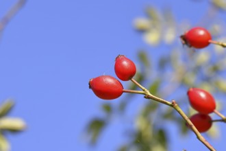 Ripe rose hip fruit (Rosa canina) on a branch, against a blue sky, Wilnsdorf, North