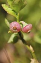 European blueberry, blueberry, wild blueberry (Vaccinium myrtillus), close-up of flowers,