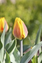 Tulip (Tulipa), red-yellow flower, Wilnsdorf, North Rhine-Westphalia, Germany