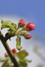 Apple blossoms (Malus), red flowers still closed against a blue sky, close-up, Wilnsdorf, North