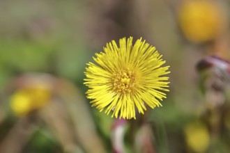Coltsfoot (Tussilago farfara), close-up of a flower, Wilnsdorf, North Rhine-Westphalia, Germany