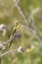 European praying mantis (Mantis religiosa), in a bush, Burgenland, Austria
