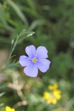 Flax (Linum usitatissimum), blue flower, medicinal plant, Wilnsdorf, North Rhine-Westphalia,