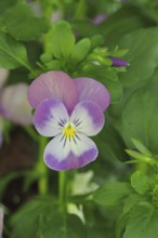 Horned violets (Viola cornuta hybrid), pansies, plants, flowers, violets, Wilnsdorf, North