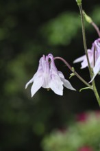 Common columbine (Aquilegia vulgaris), white flower on the edge of the forest, dark background,