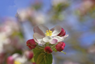 Apple blossoms (Malus), red flowers that are still closed and white open flowers with bokeh in the