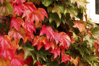Wild wine leaves glowing in autumn colors, October, Germany