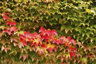 Wild wine leaves glowing in autumn colors, October, Germany