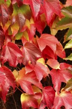 Wild wine leaves glowing in autumn colors, October, Germany