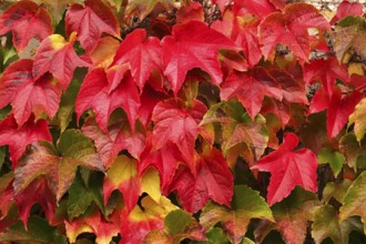 Wild wine leaves glowing in autumn colors, October, Germany