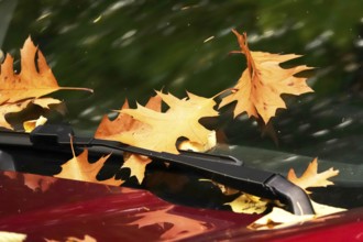 Car window with autumn leaves, October, Germany