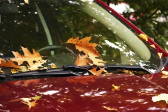 Car window with autumn leaves, October, Germany