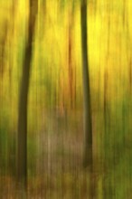 Autumn forest, abstract, October, Germany