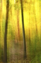 Autumn forest, abstract, October, Germany