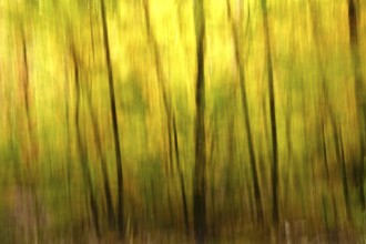 Autumn forest, abstract, October, Germany