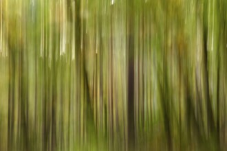 Autumn forest, abstract, October, Germany
