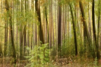 Autumn forest, abstract, October, Germany