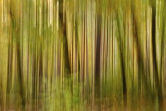 Autumn forest, abstract, October, Germany
