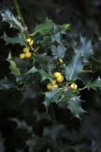 Ilex, autumn time, Germany