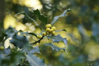 Ilex, autumn time, Germany