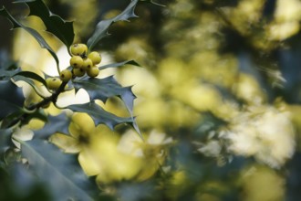 Ilex, autumn time, Germany