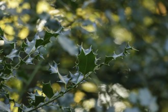 Ilex, autumn time, Germany