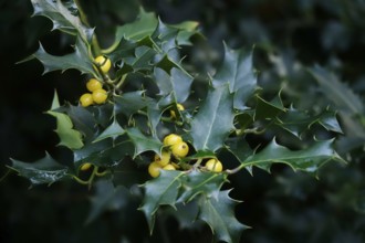 Ilex, autumn time, Germany