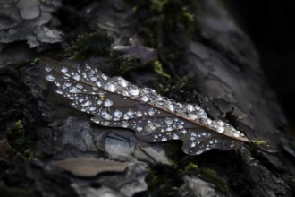 Autumn leaf with drops of water, Germany