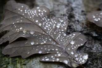 Autumn leaf with drops of water, Germany