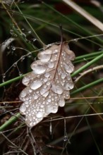 Autumn leaf with drops of water, Germany