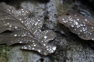 Autumn leaves with drops of water, Germany