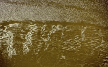 Elbe, tidal flats at low tide on an island in the Elbe near Wedel and Jork, Wedel, Lower Saxony,