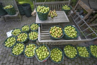 Apple earns (Malus), apples collected in baskets, Lauf an der Pegnitz, Middle Franconia, Bavaria,