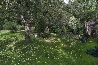 Shaken apples under the apple tree (Malus), Lauf an der Pegnitz, Middle Franconia, Bavaria, Germany