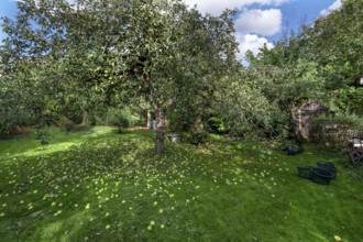 Shaken apples under the apple tree (Malus), Lauf an der Pegnitz, Middle Franconia, Bavaria, Germany