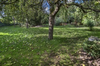 Shaken apples under the apple tree (Malus), Lauf an der Pegnitz, Middle Franconia, Bavaria, Germany