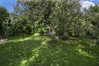 Shaken apples under the apple tree (Malus), Lauf an der Pegnitz, Middle Franconia, Bavaria, Germany