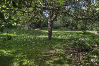 Shaken apples under the apple tree (Malus), Lauf an der Pegnitz, Middle Franconia, Bavaria, Germany