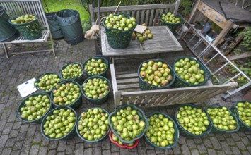 Apple earns (Malus), apples collected in baskets, Lauf an der Pegnitz, Middle Franconia, Bavaria,